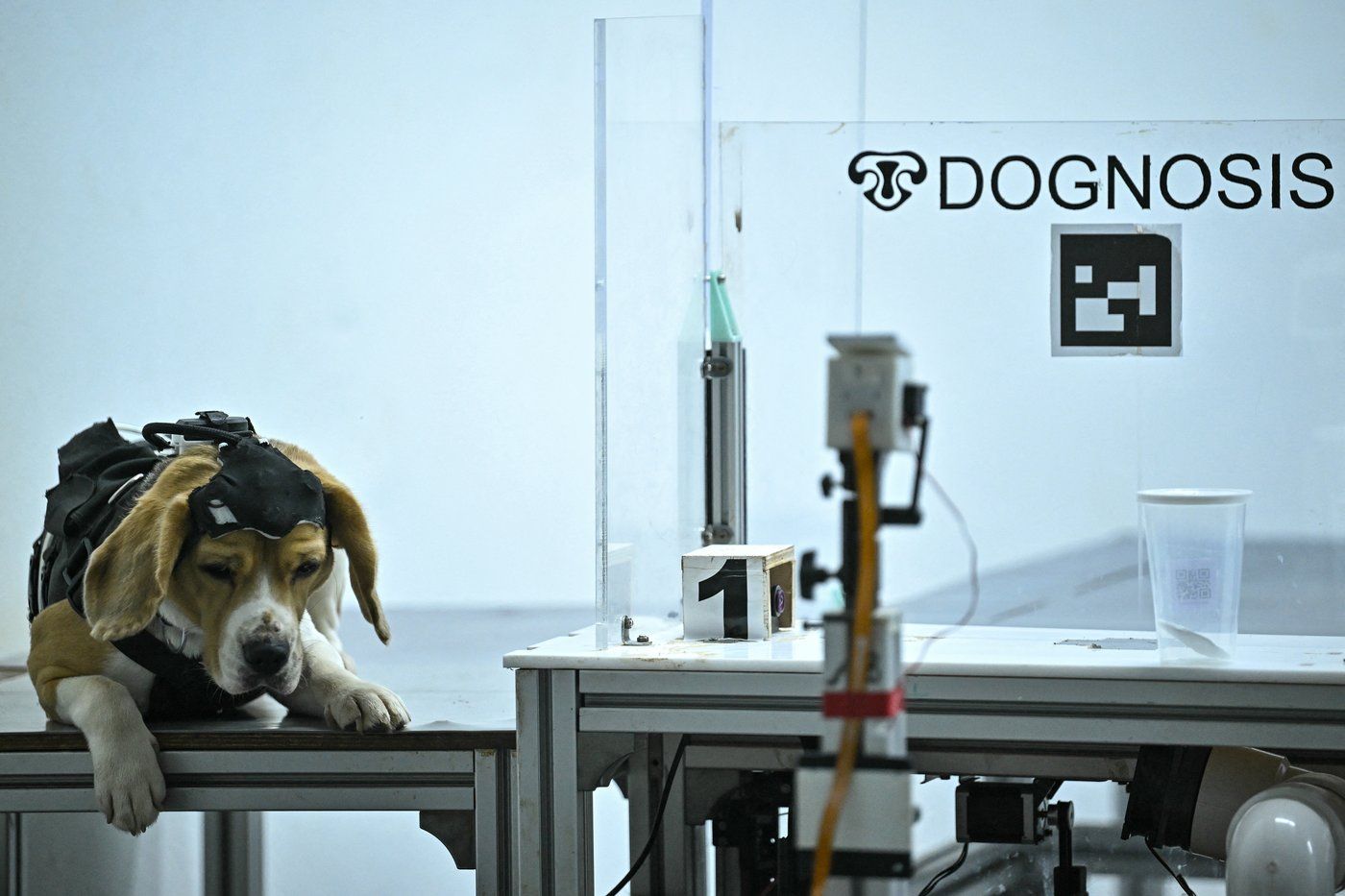 Can dogs sniff cancer? AI joins the hunt in India