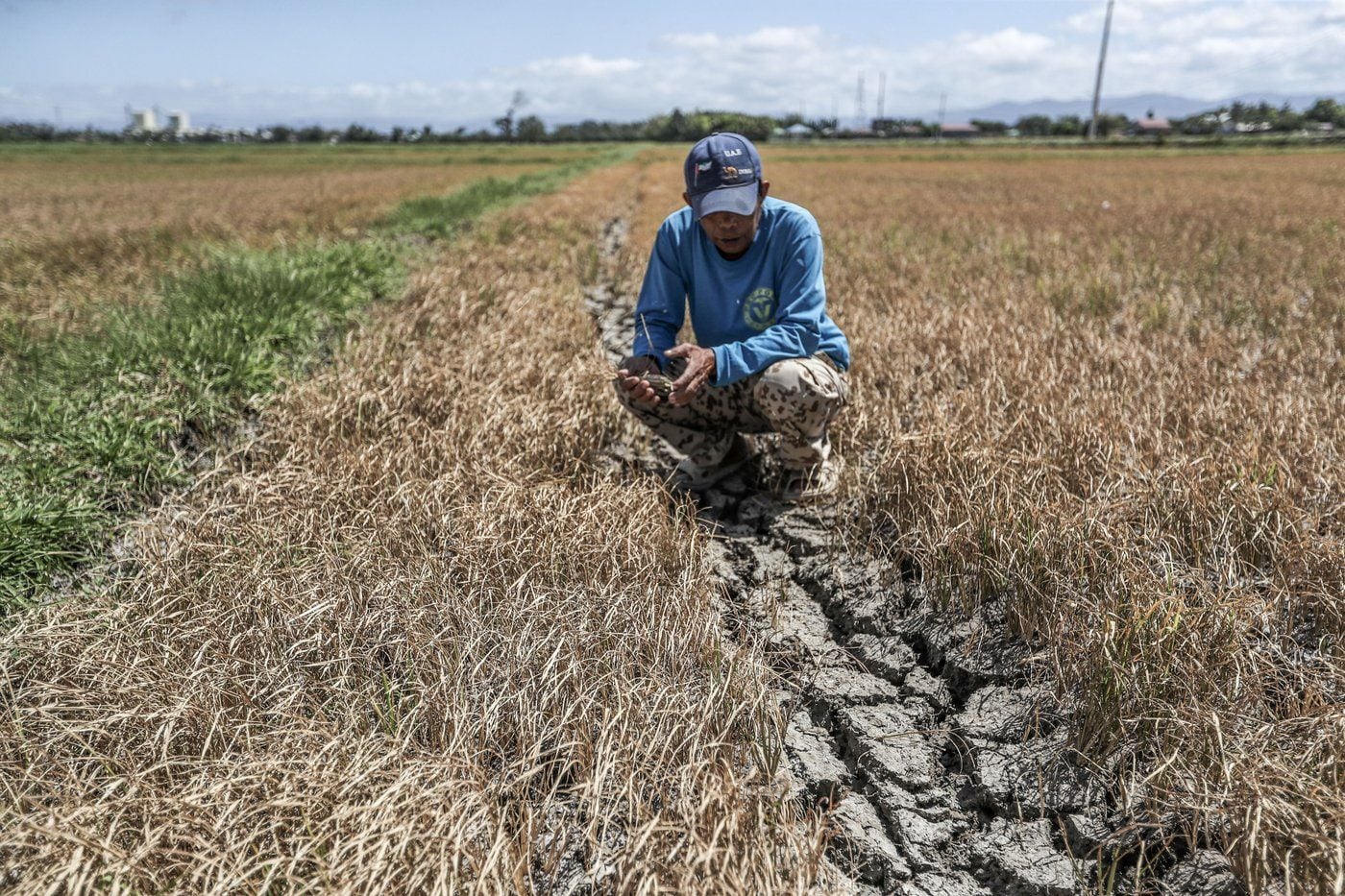 Possible spike in palay prices seen if there is severe El Niño