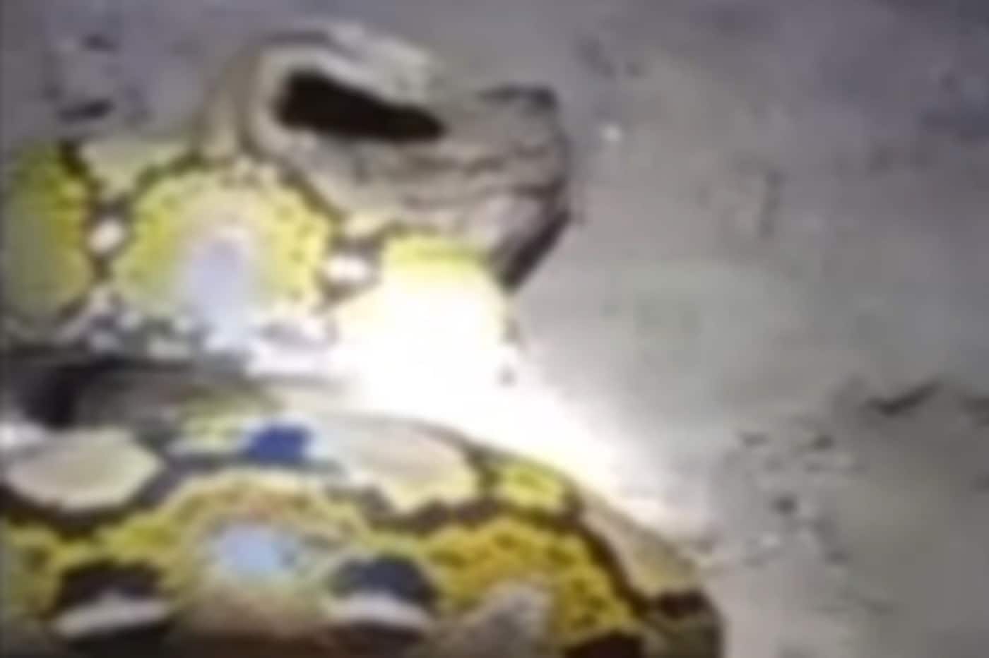 Lalaki, itinangging ipinakain sa sawa ang alagang tuta sa Cagayan